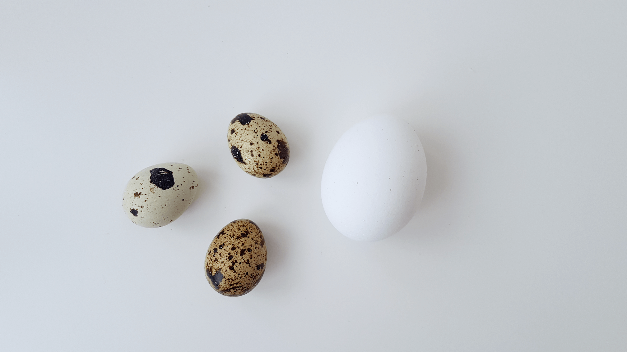 Quail eggs and a chicken egg.