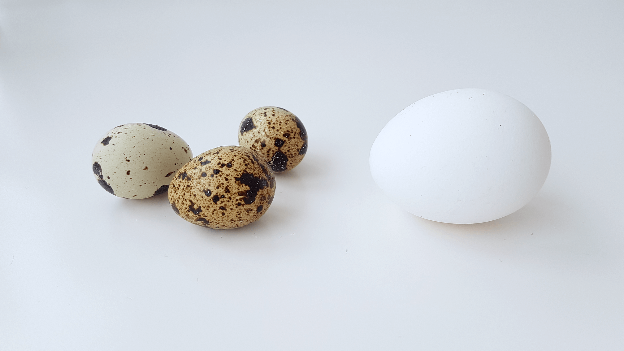 Quail eggs and a chicken egg.